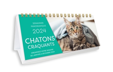 Chatons craquants. Edition 2024